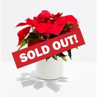 B4 – Holiday Poinsettia 